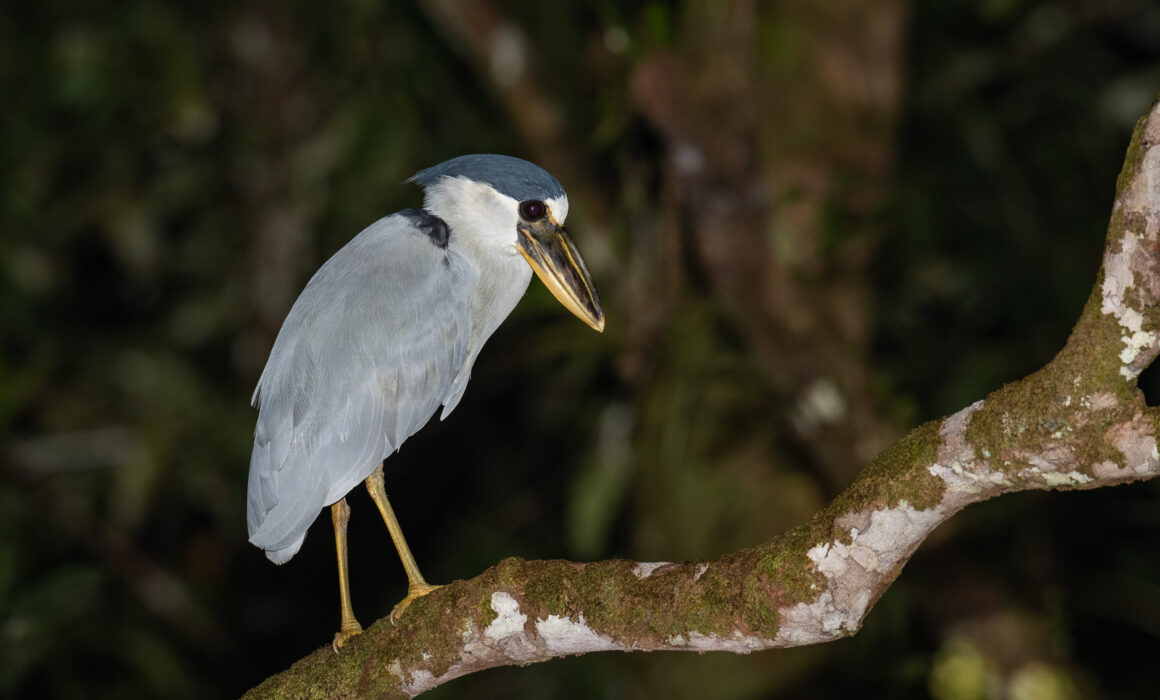 Boat-Billed Heron, Peru