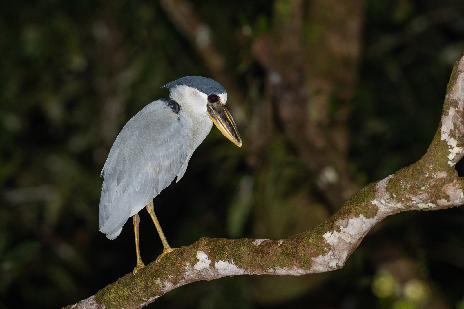 Boat-Billed Heron, Peru