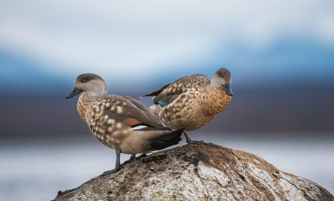 Crested Ducks, Chile