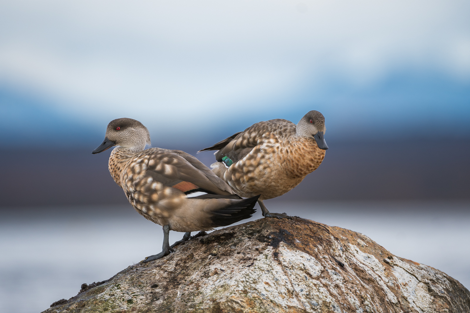 Crested Ducks, Chile