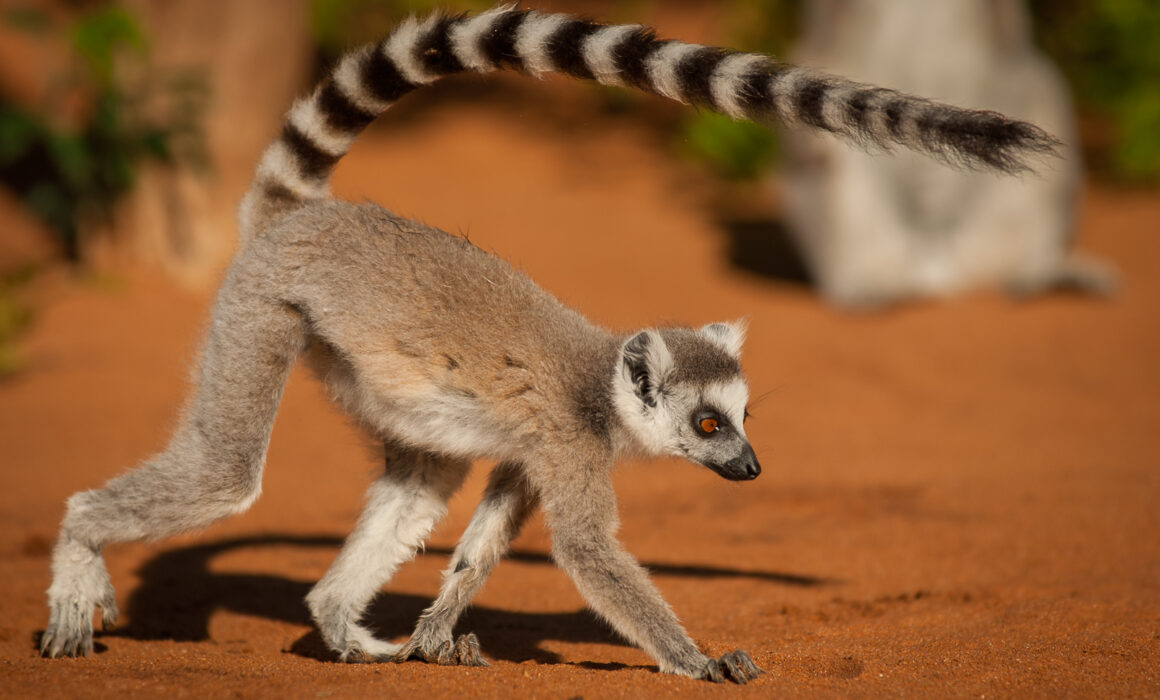 Ring-Tailed Lemur, Madagascar
