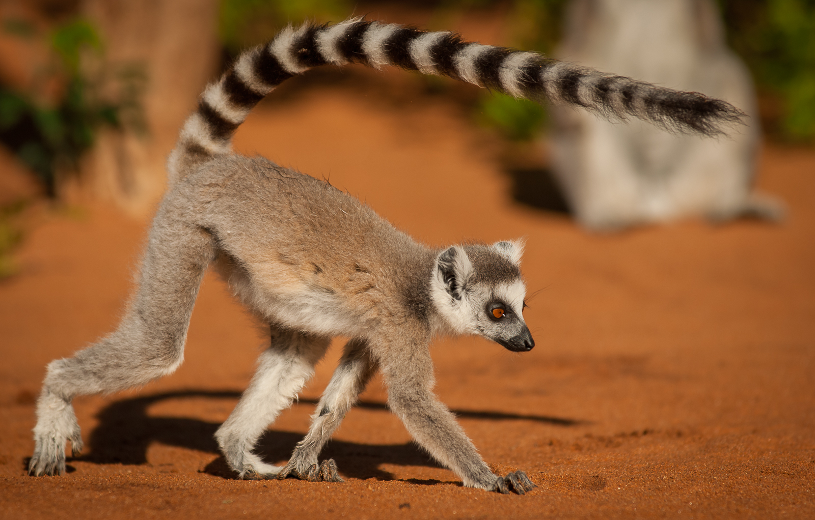 Ring-Tailed Lemur, Madagascar