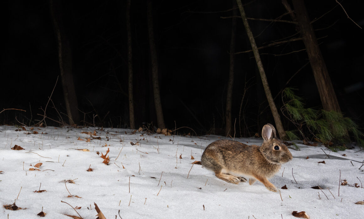 Cottontail Rabbit, Farmington, Connecticut
