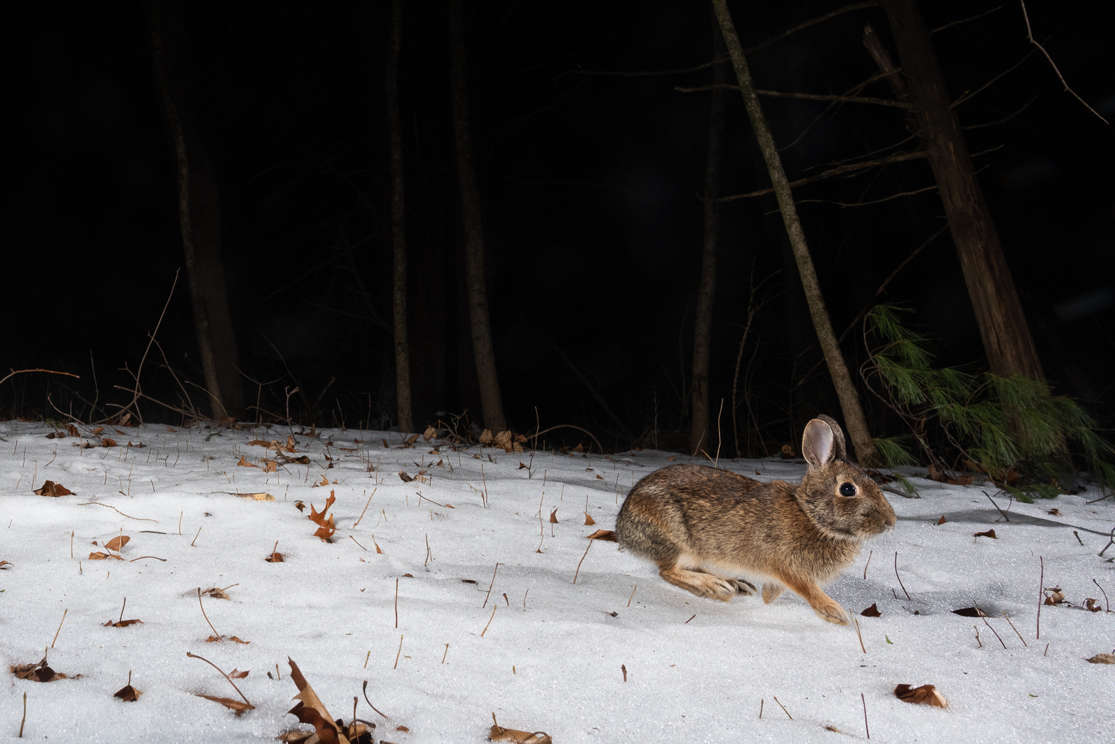 Cottontail Rabbit, Farmington, Connecticut