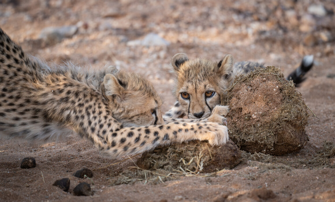 Cheetah Cubs and Dung, Samburu, Kenya