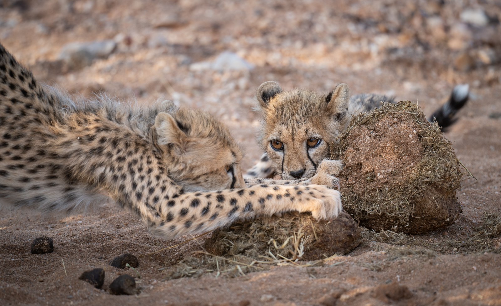 Cheetah Cubs and Dung, Samburu, Kenya