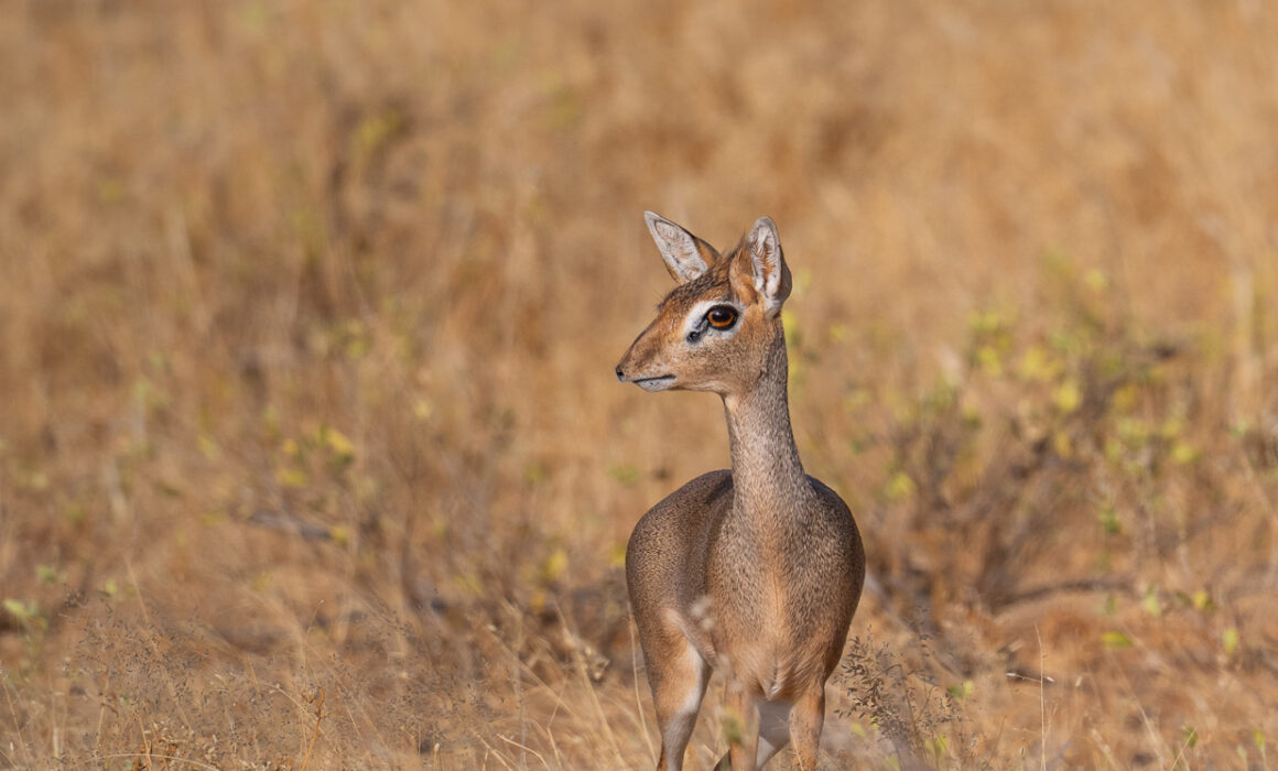 Kirk's Dik Dik, Samburu, Kenya