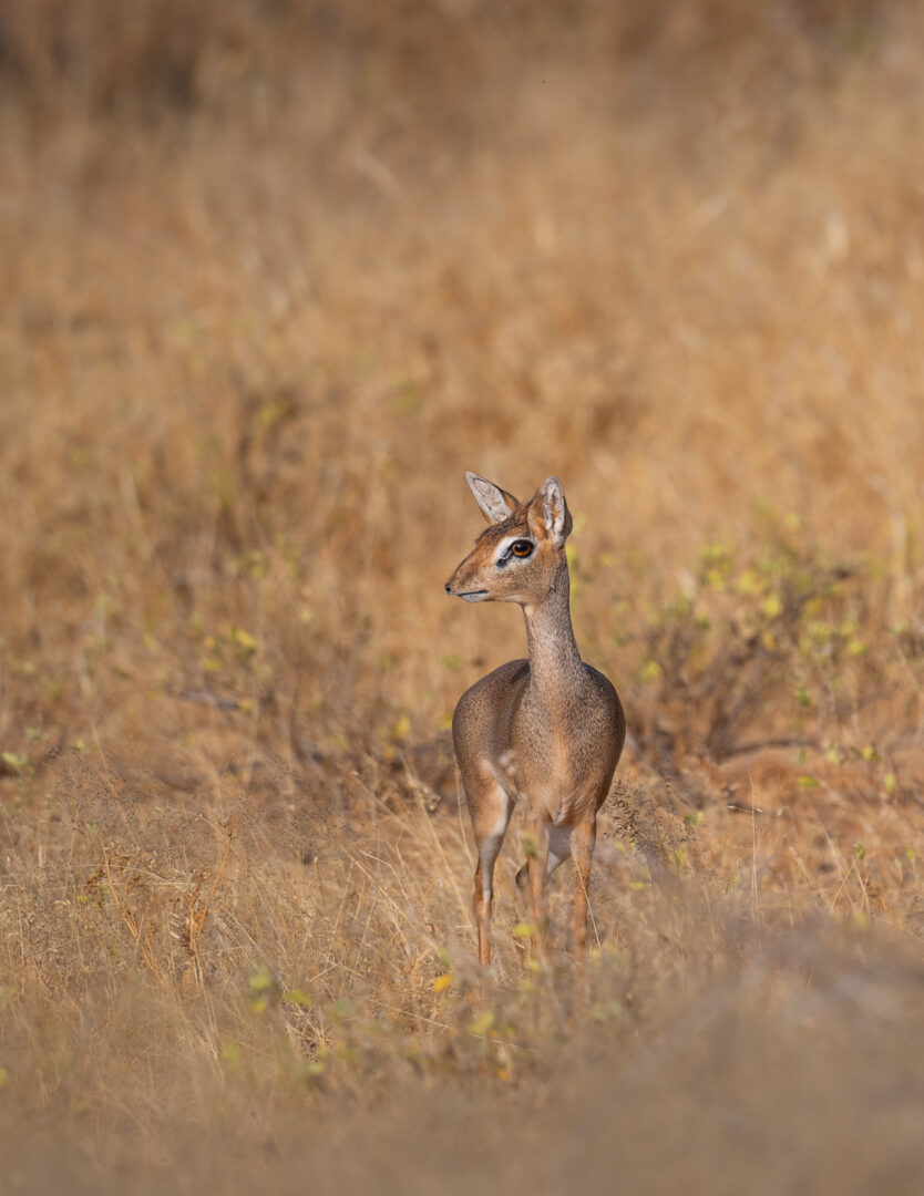 Kirk's Dik Dik, Samburu, Kenya