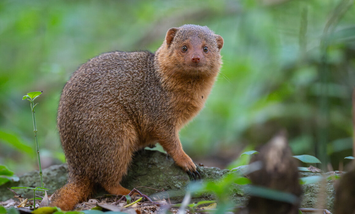 Dwarf Mongoose, Masai Mara, Kenya