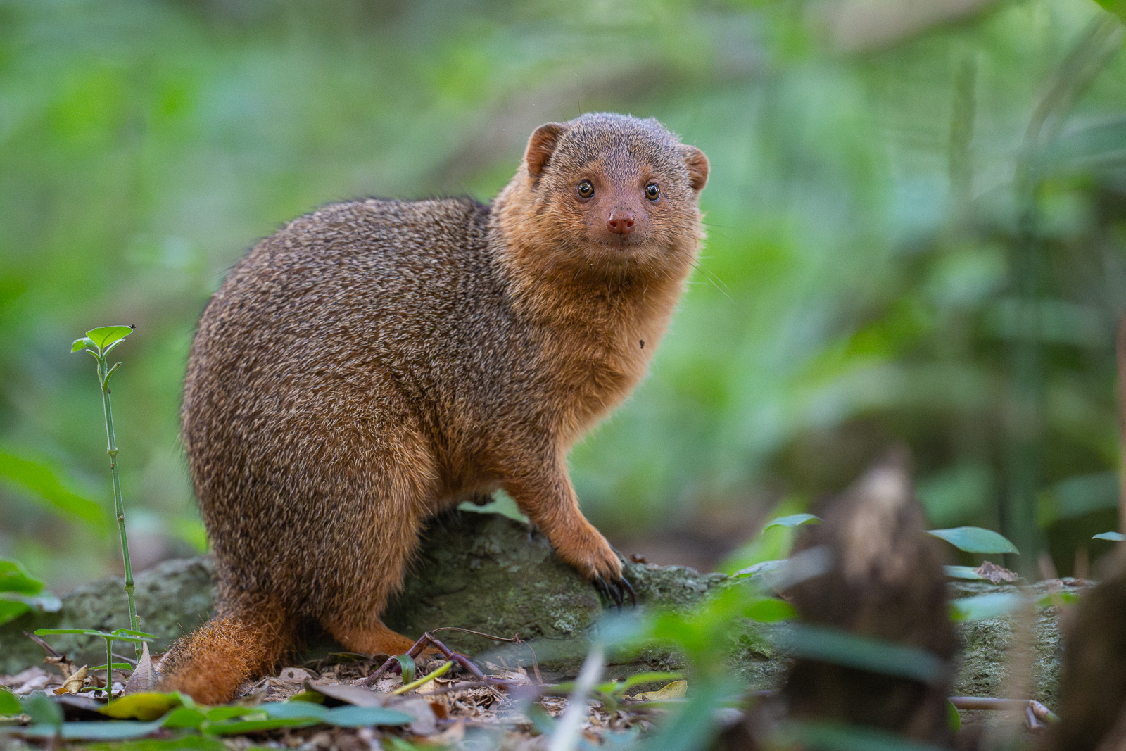 Dwarf Mongoose, Masai Mara, Kenya