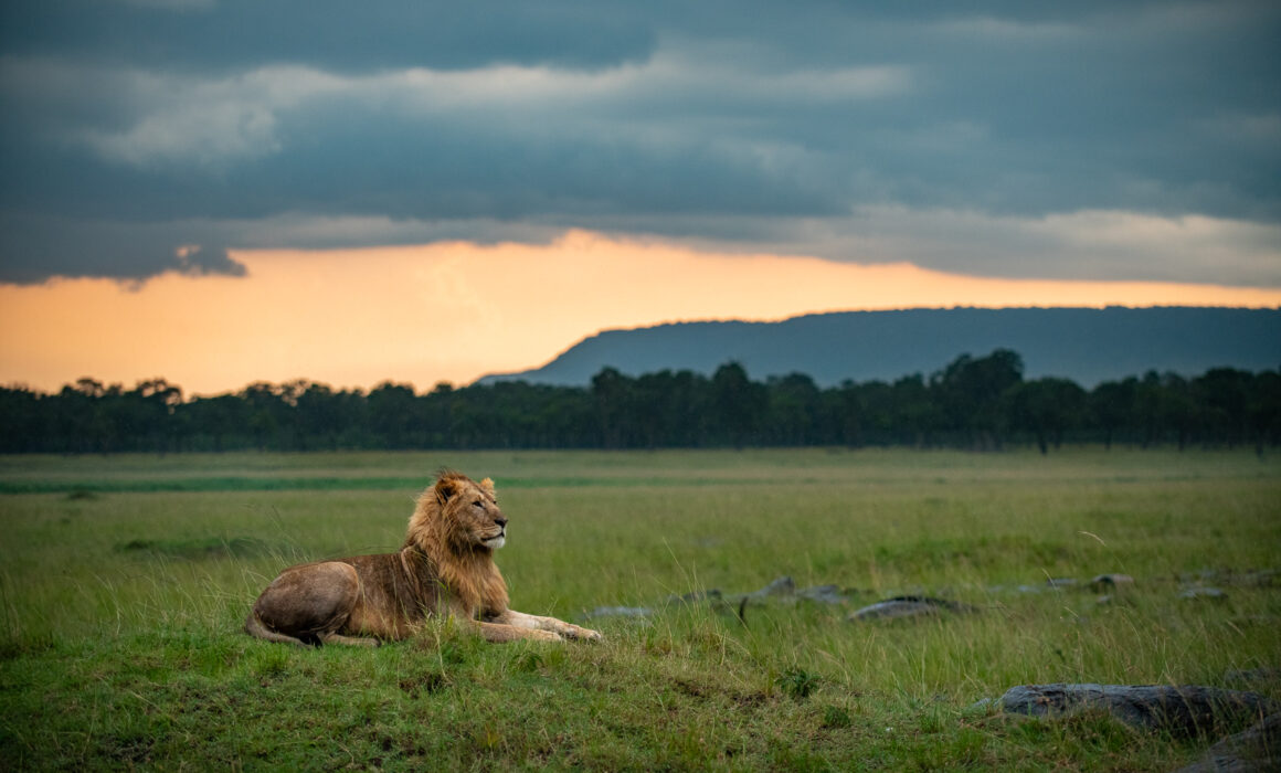 Lion, Masai Mara, Kenya