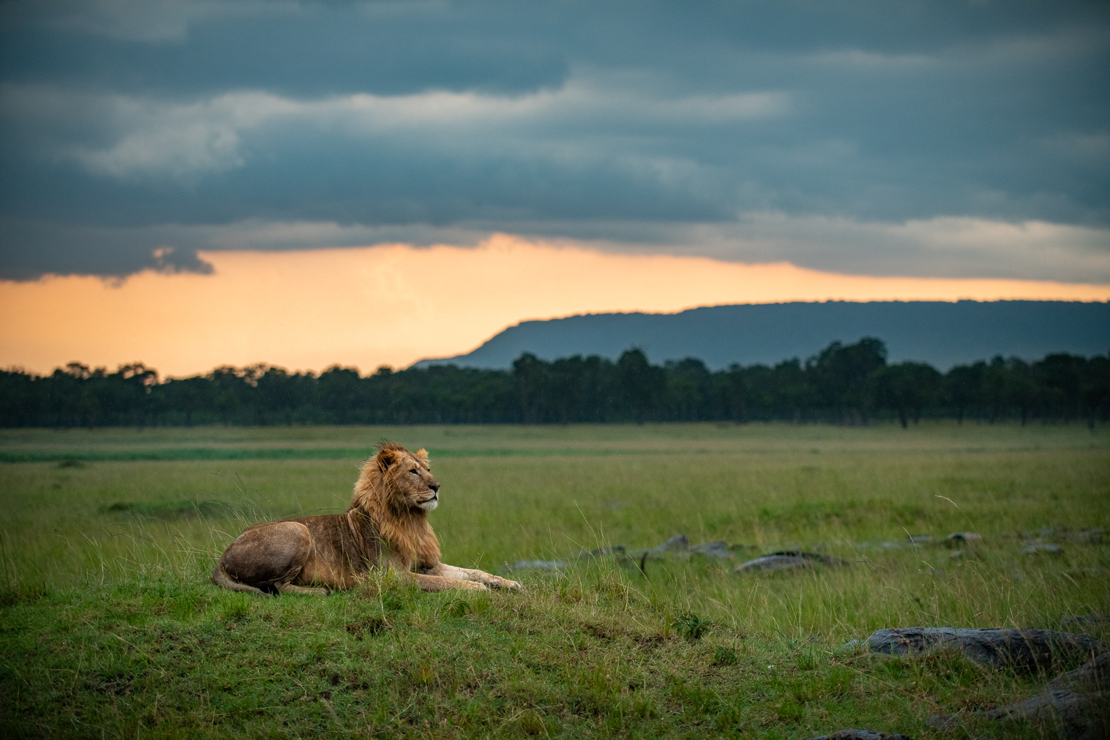 Lion, Masai Mara, Kenya