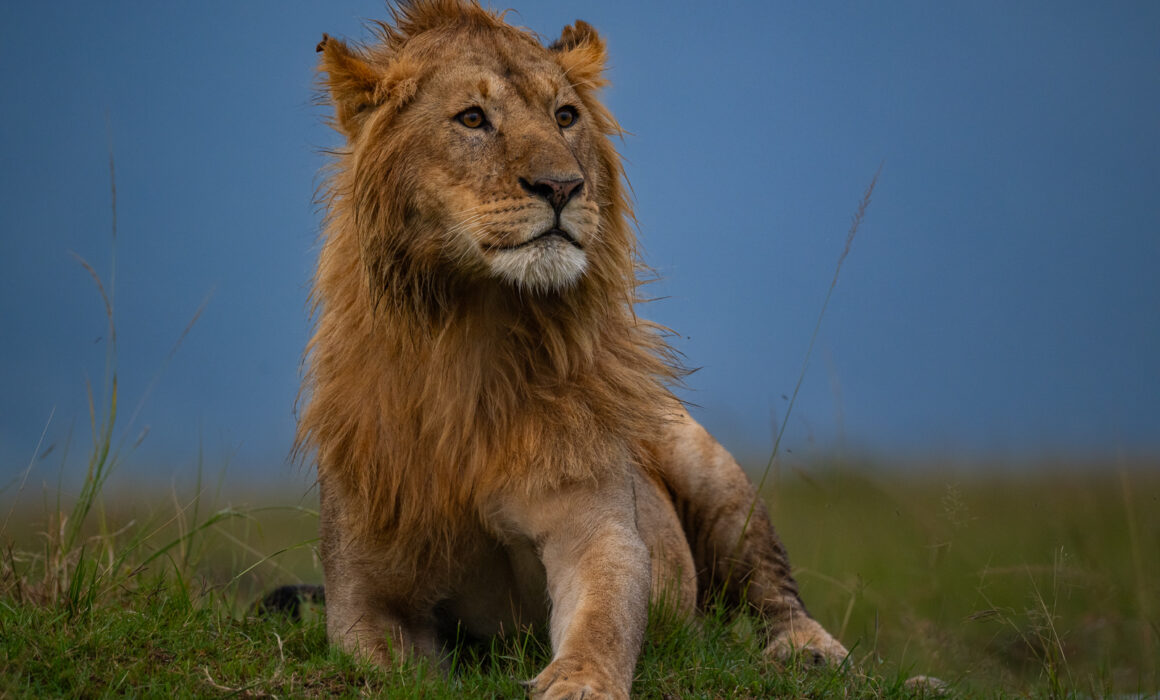 Male Lion, Masai Mara, Kenya