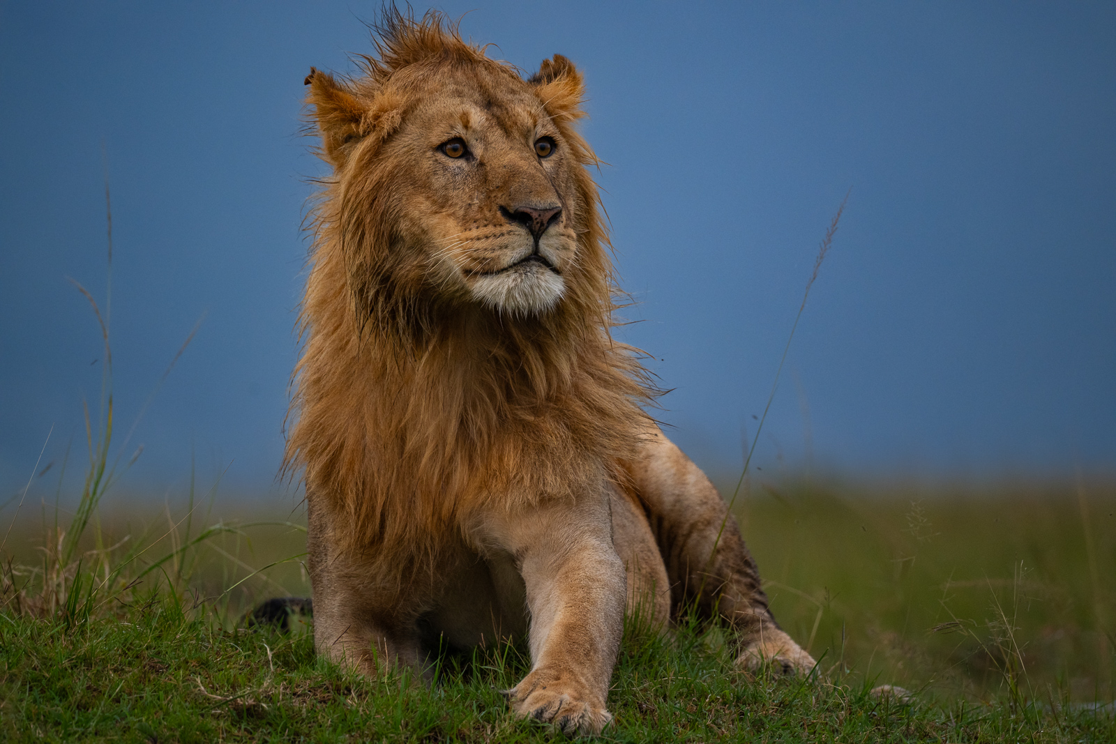 Male Lion, Masai Mara, Kenya