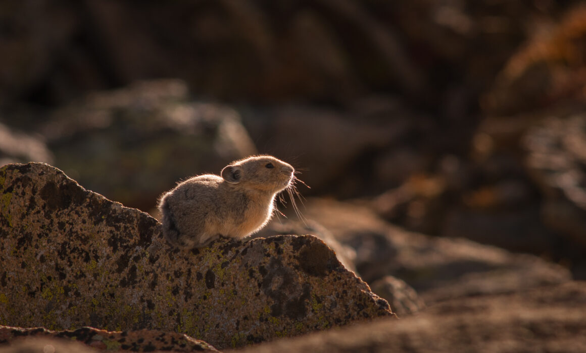 Pika, Colorado