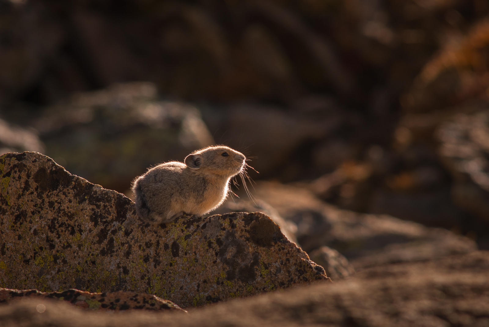Pika, Colorado