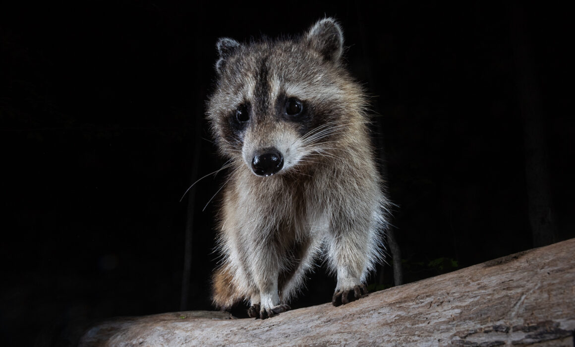 Raccoon, Farmington, Connecticut