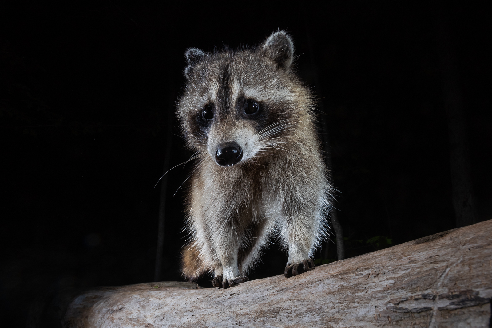 Raccoon, Farmington, Connecticut