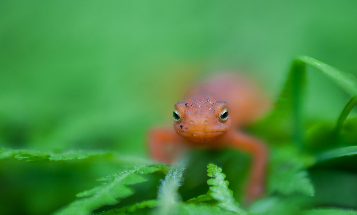 Eastern Newt (Red Eft Phase), New Jersey
