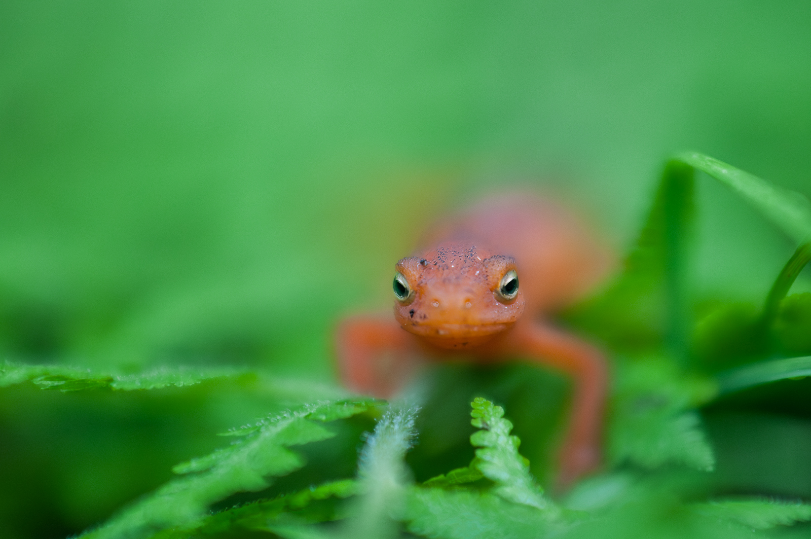 Eastern Newt (Red Eft Phase), New Jersey