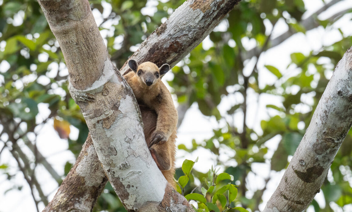 Southern Tamandua, Peru