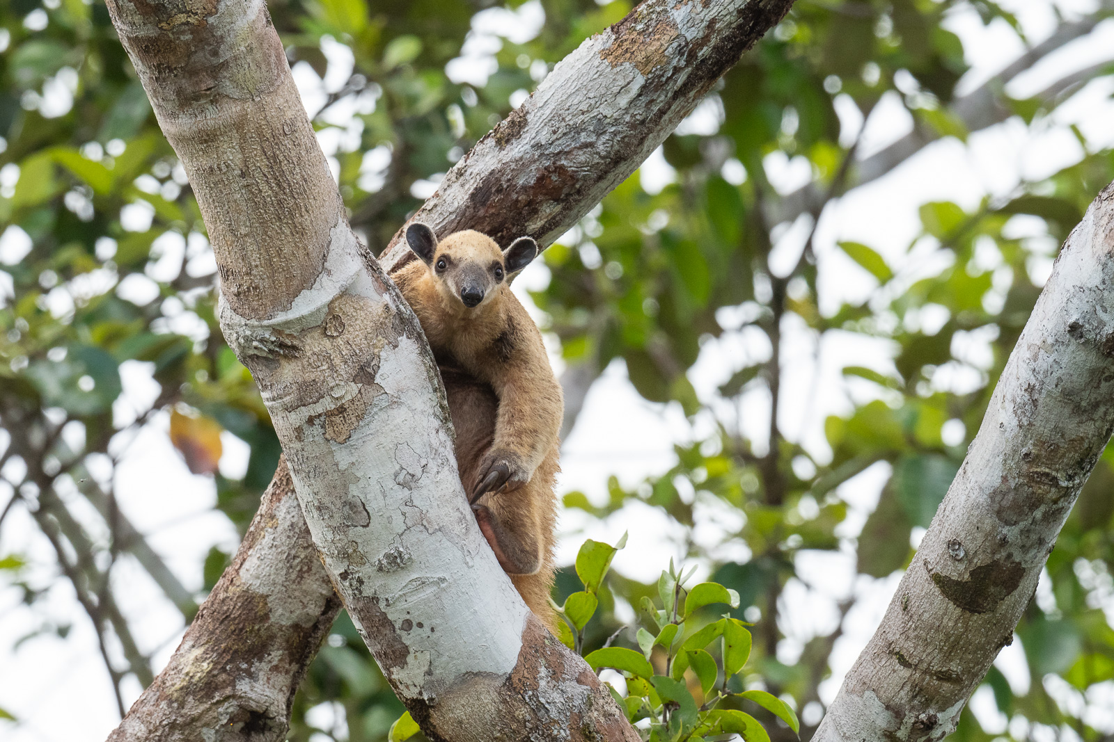 Southern Tamandua, Peru