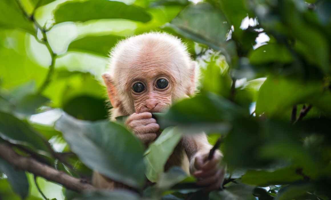 Stump-Tailed Macaque, Thailand