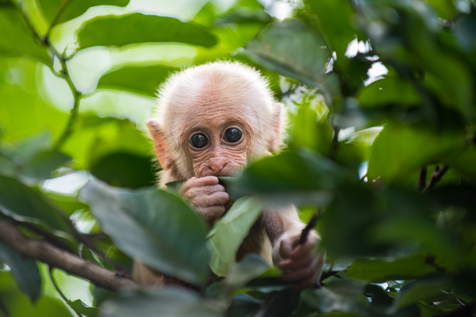Stump-Tailed Macaque, Thailand