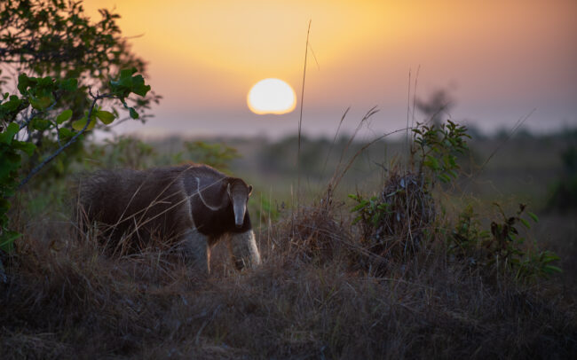 Giant Anteater, Guyana