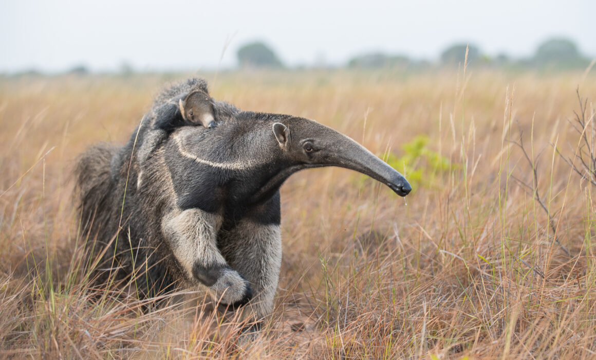 Giant Anteater with Pup, Guyana