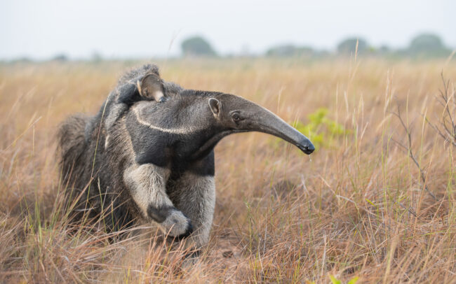 Giant Anteater with Pup, Guyana