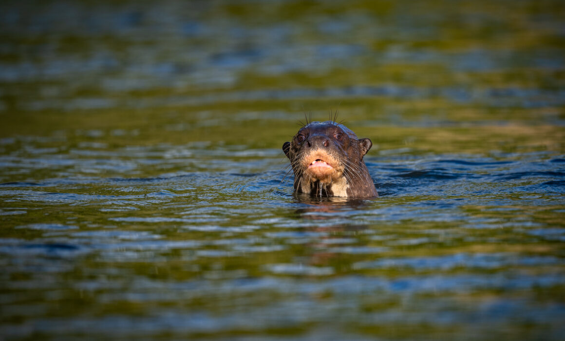 Giant River Otter, Guyana