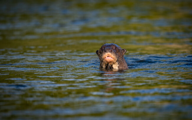 Giant River Otter, Guyana