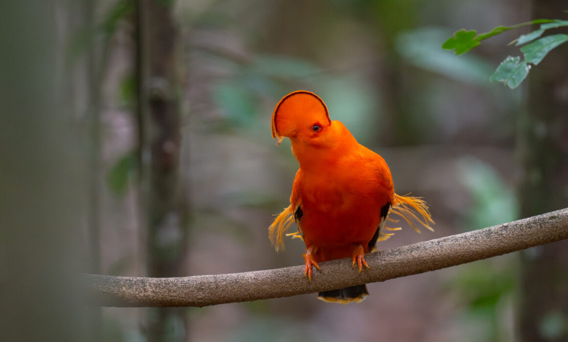 Guianan Cock-of-the-Rock, Guyana