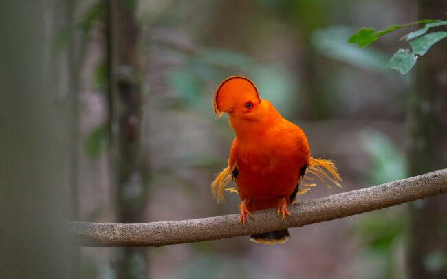 Guianan Cock-of-the-Rock, Guyana
