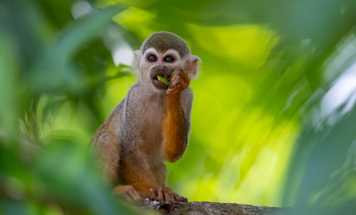 Guianan Squirrel Monkey, Guyana