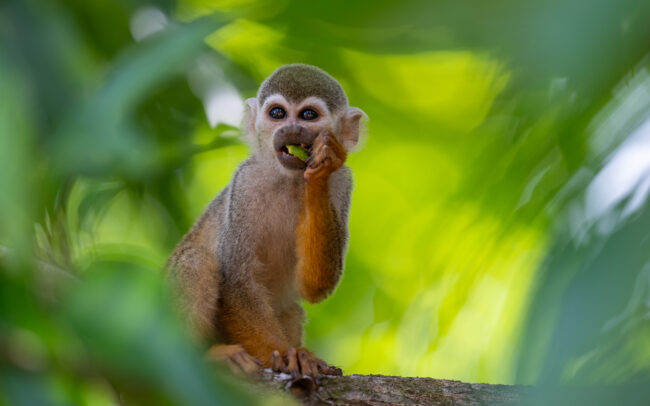 Guianan Squirrel Monkey, Guyana