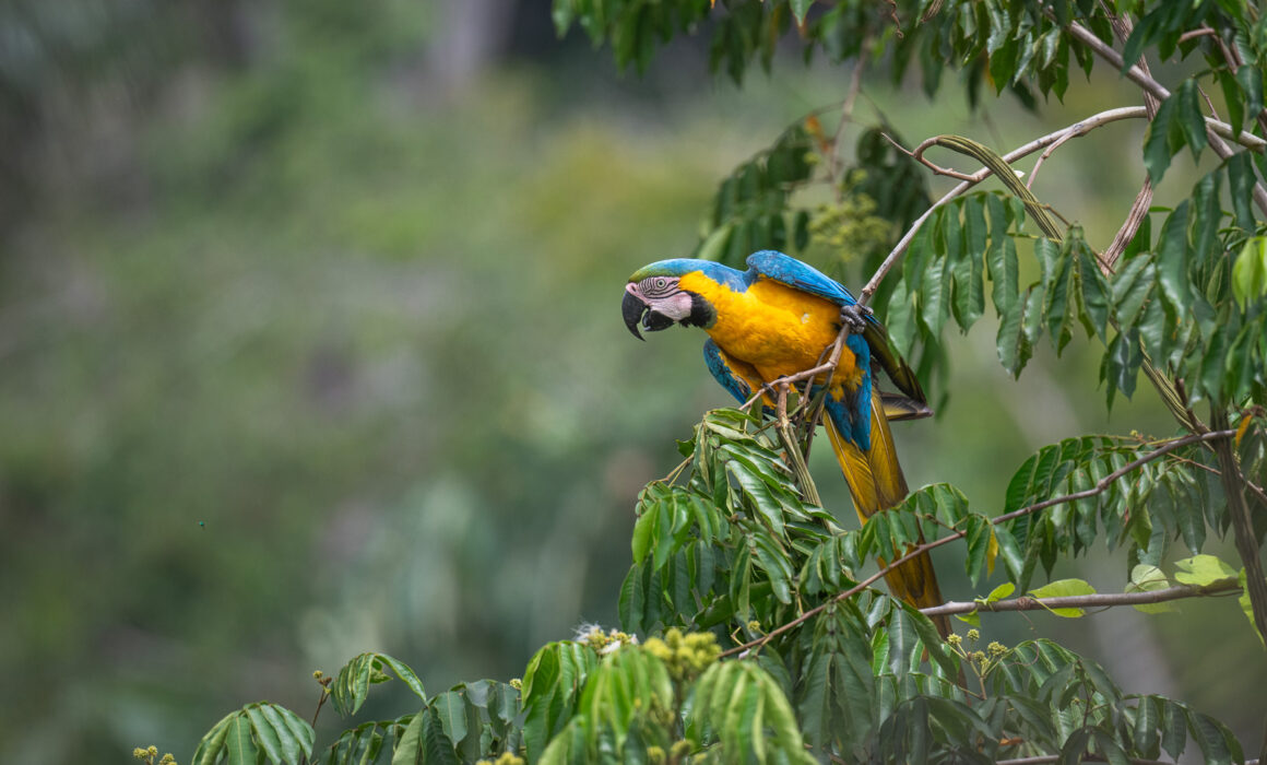 Blue-and-Yellow Macaw, Guyana
