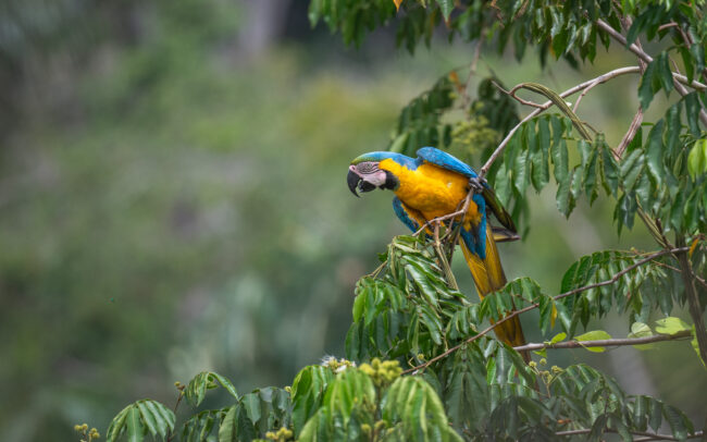 Blue-and-Yellow Macaw, Guyana
