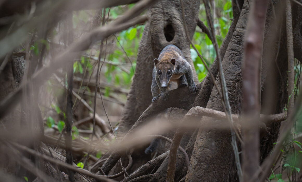 Coati, Guyana