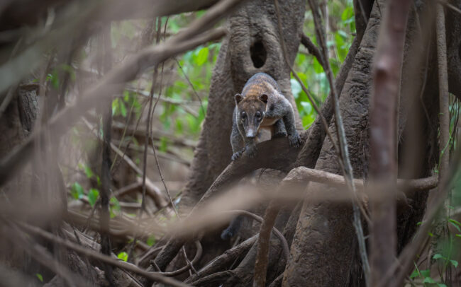 Coati, Guyana
