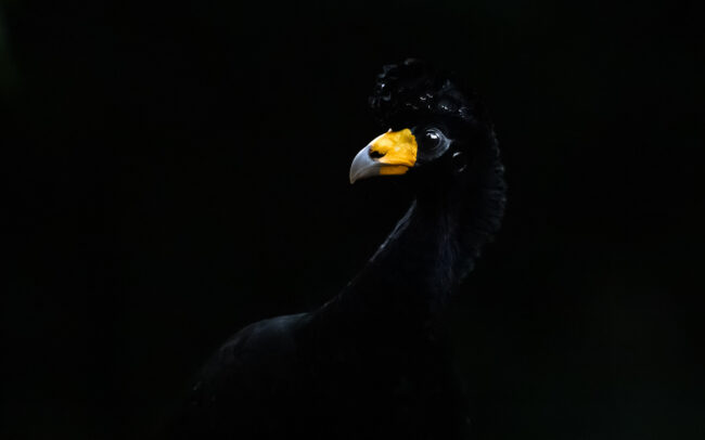 Great Curassow, Guyana