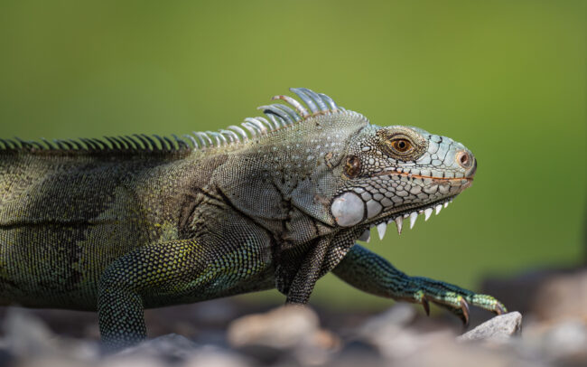 Green Iguana, Guyana