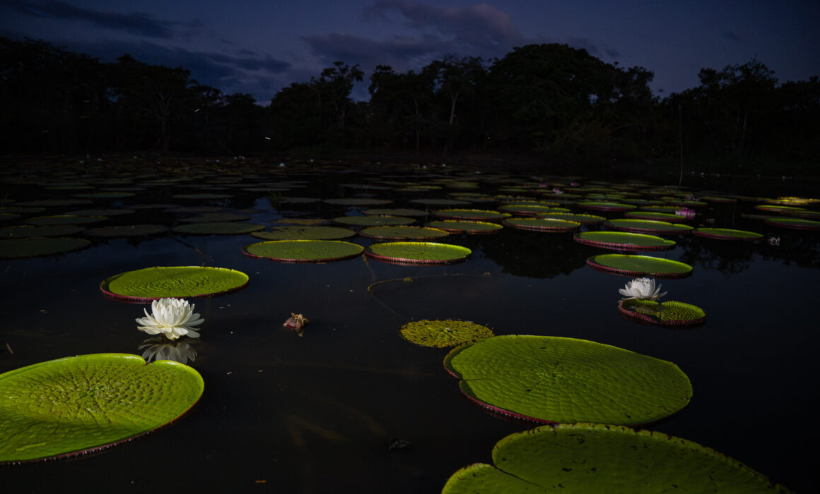 Victoria Amazonica Water Lilies, Guyana