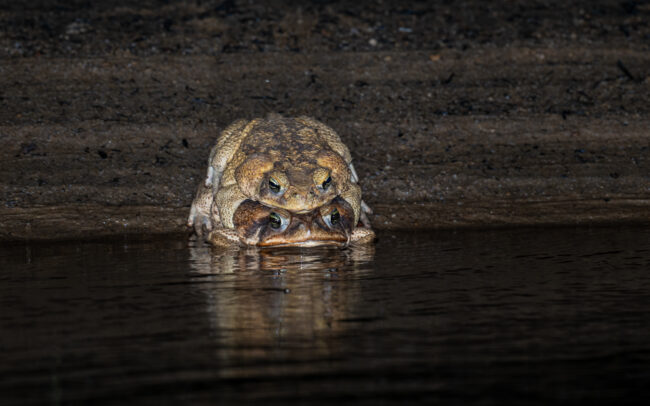 Marine Toads Mating, Guyana