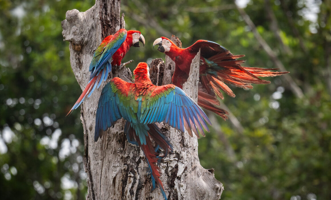 Red-and-Green Macaws, Guyana
