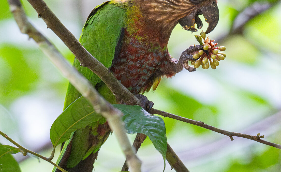 Red-Fan Parrot, Guyana