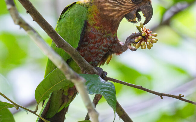 Red-Fan Parrot, Guyana