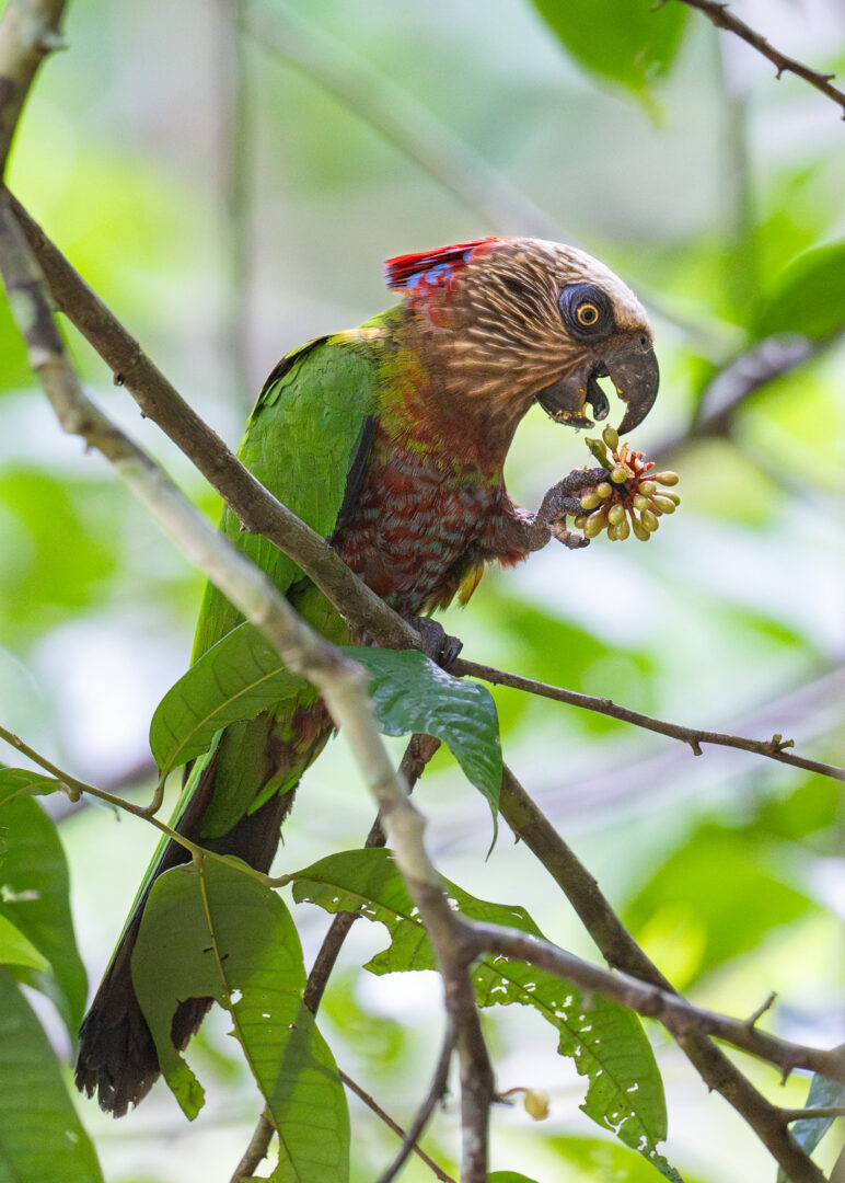 Red-Fan Parrot, Guyana