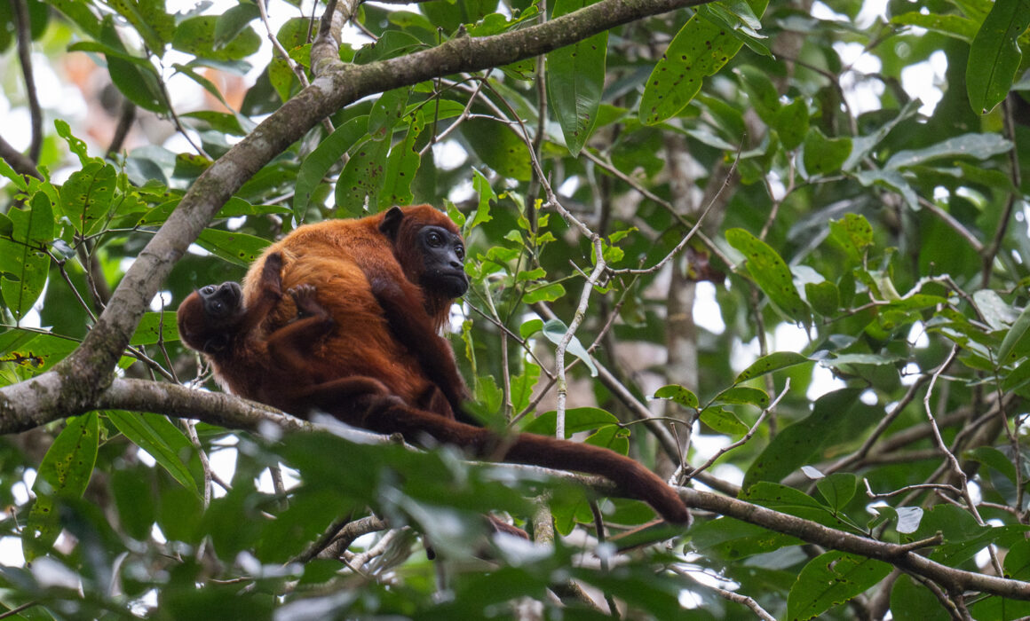 Red Howler Monkey Mom and Baby, Guyana